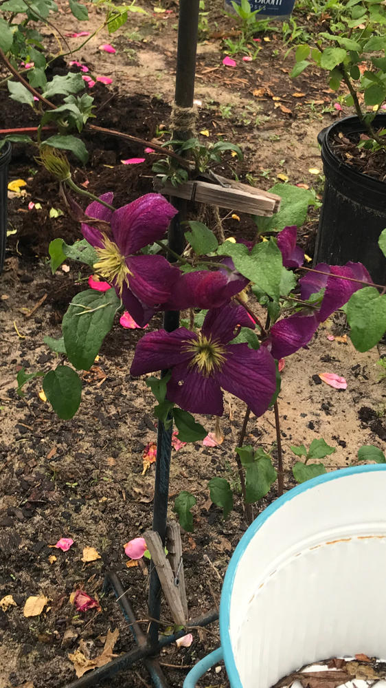 Happy Jack® Purple (Clematis) - Customer Photo From Mike Morris