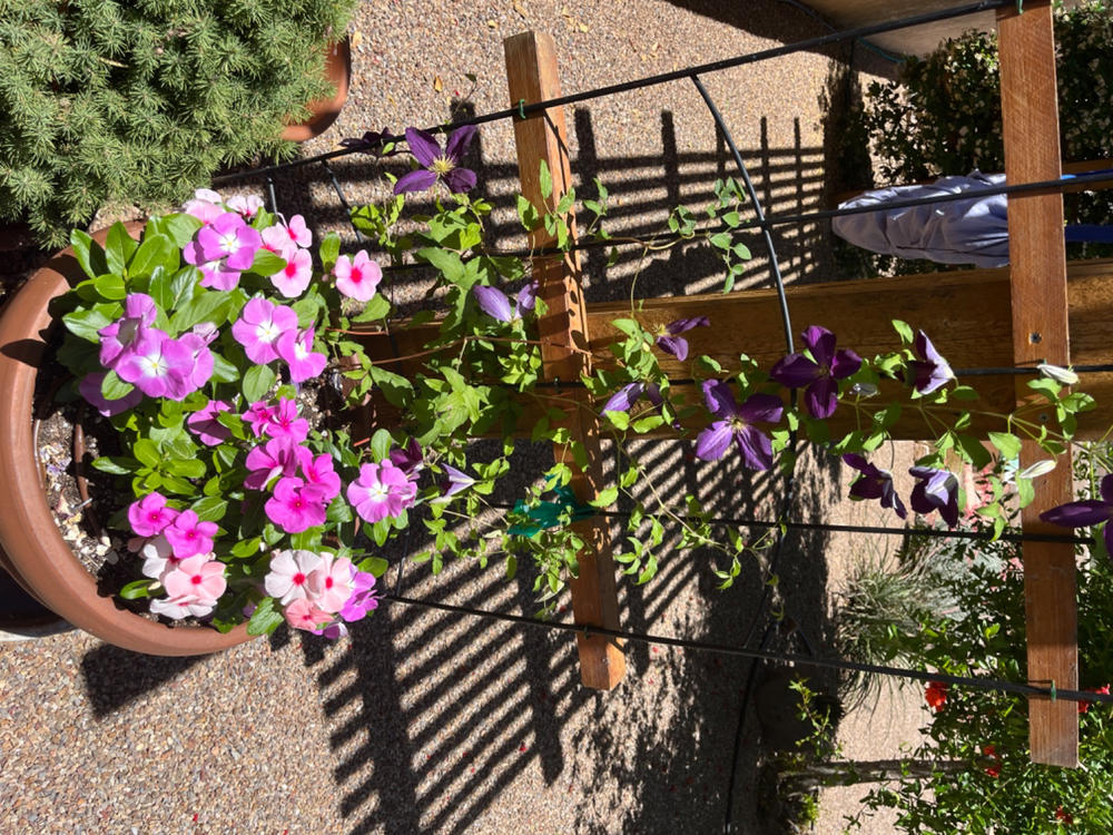 Happy Jack® Purple (Clematis) - Customer Photo From Michele Layne