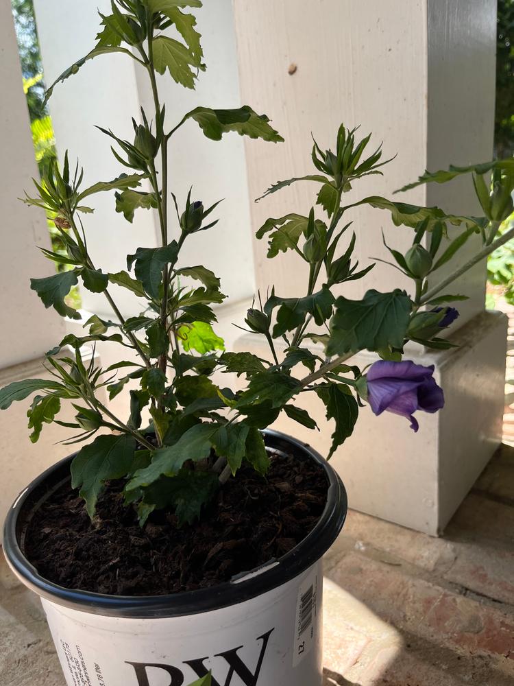 Azurri Blue Satin® Rose of Sharon (Hibiscus) - Customer Photo From Lea Stroud