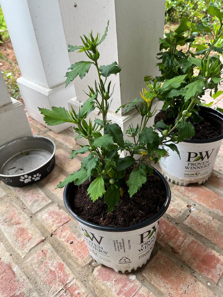 Azurri Blue Satin® Rose of Sharon (Hibiscus) - Customer Photo From Lea Stroud