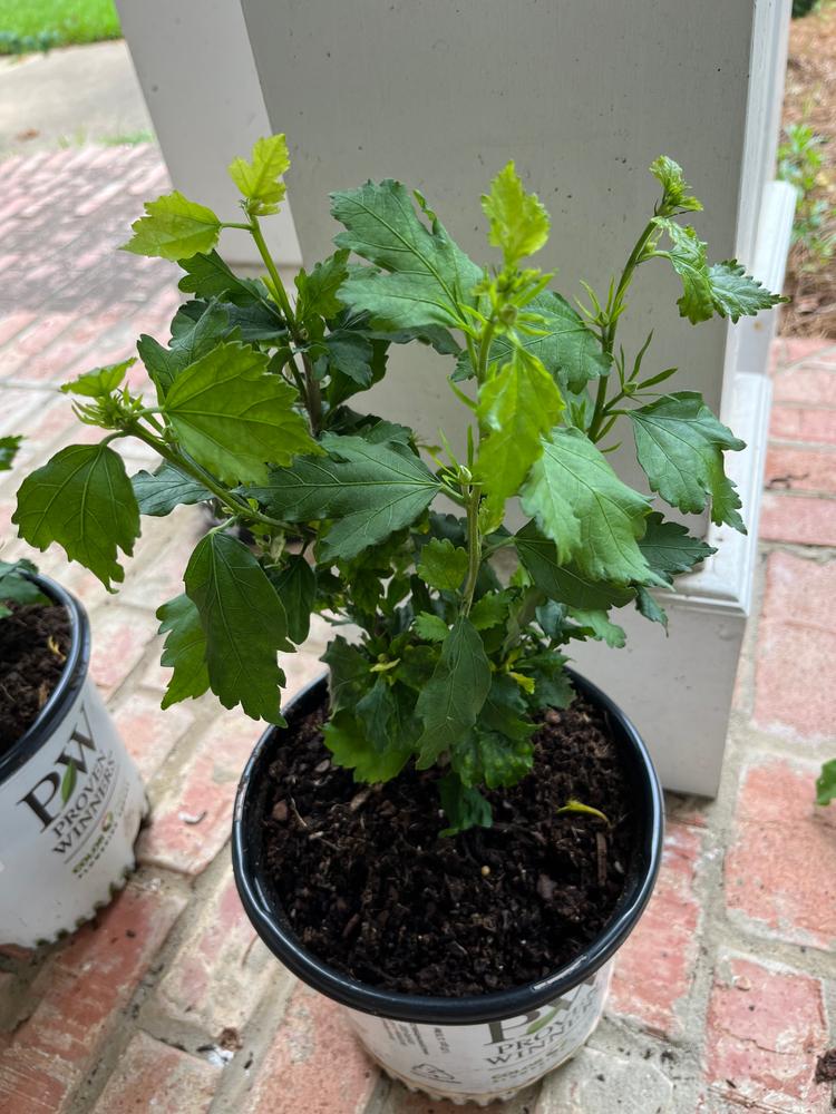 Azurri Blue Satin® Rose of Sharon (Hibiscus) - Customer Photo From Lea Stroud