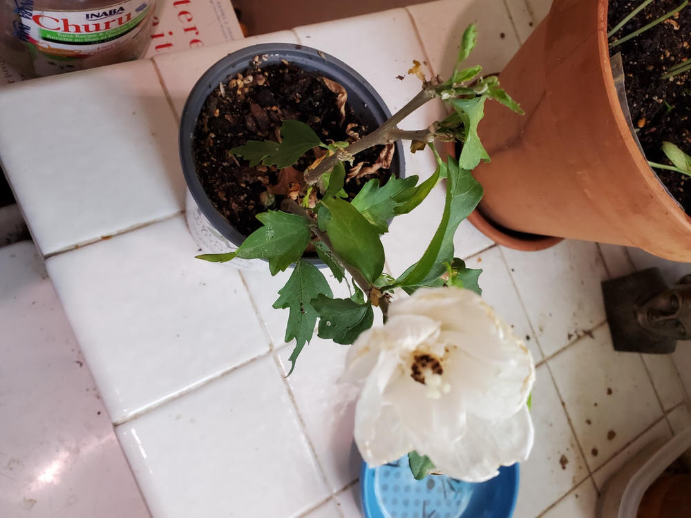 White Chiffon® Rose of Sharon (Hibiscus) - Customer Photo From Sharon McElroy