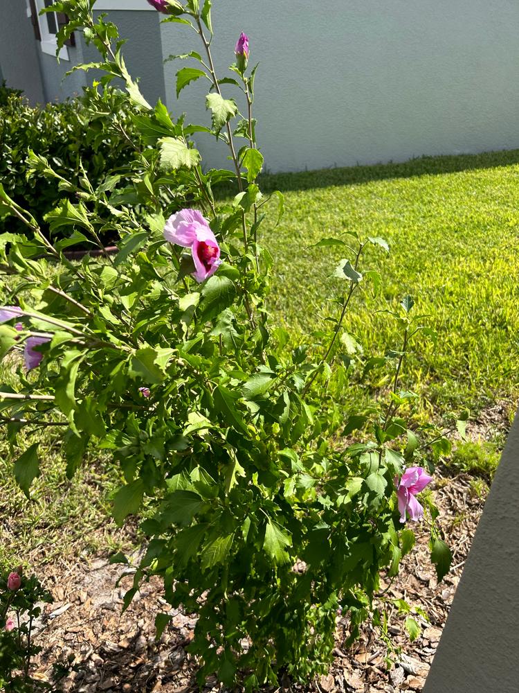 Purple Pillar® Rose of Sharon (Hibiscus) - Customer Photo From Tammy