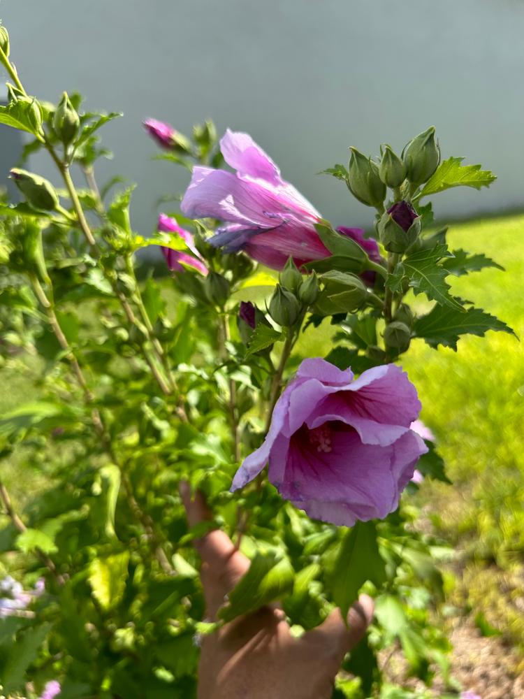 Purple Pillar® Rose of Sharon (Hibiscus) - Customer Photo From Tammy