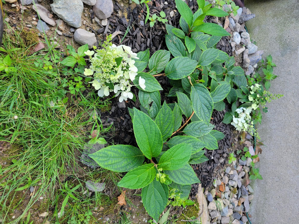 Pinky Winky® Hardy Hydrangea (Paniculata) - Customer Photo From Soris Contreras