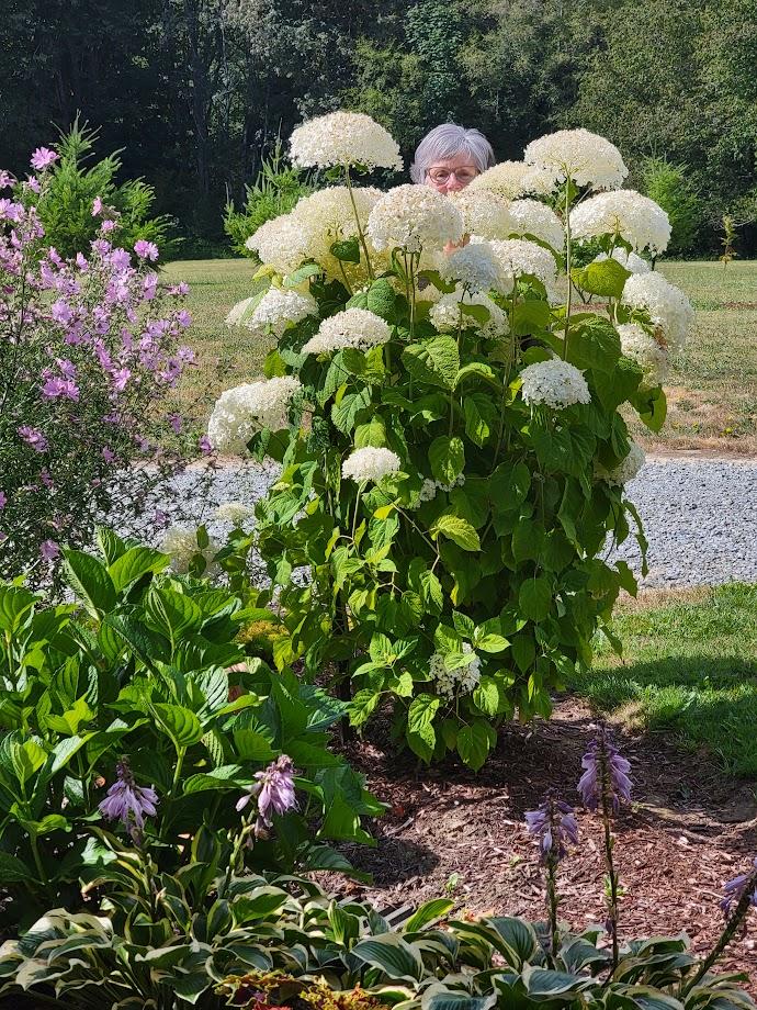 Incrediball® Smooth Hydrangea (Arborescens) - Customer Photo From Sandra