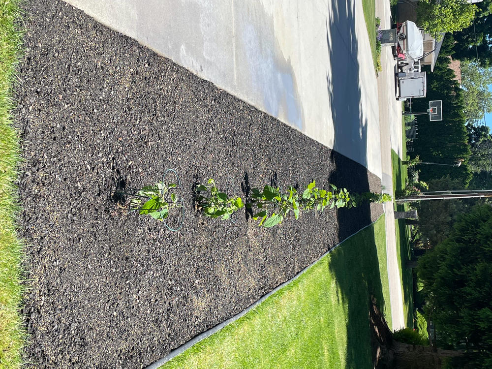 Incrediball® Smooth Hydrangea (Arborescens) - Customer Photo From Deborah Dougal