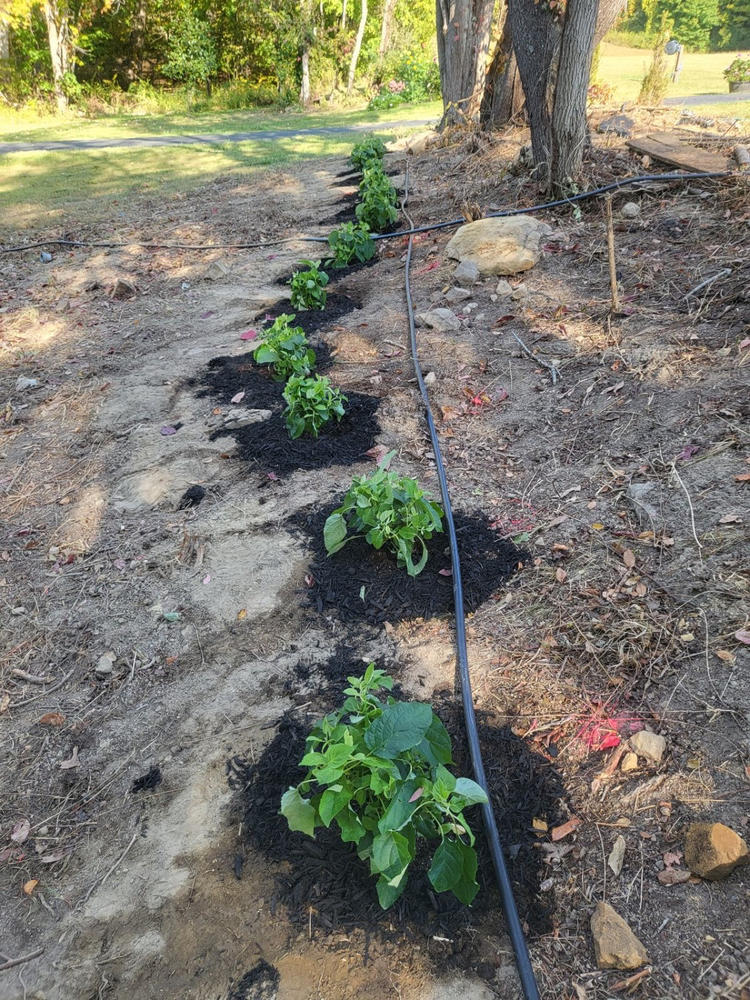 Incrediball® Smooth Hydrangea (Arborescens) - Customer Photo From Billie Moore