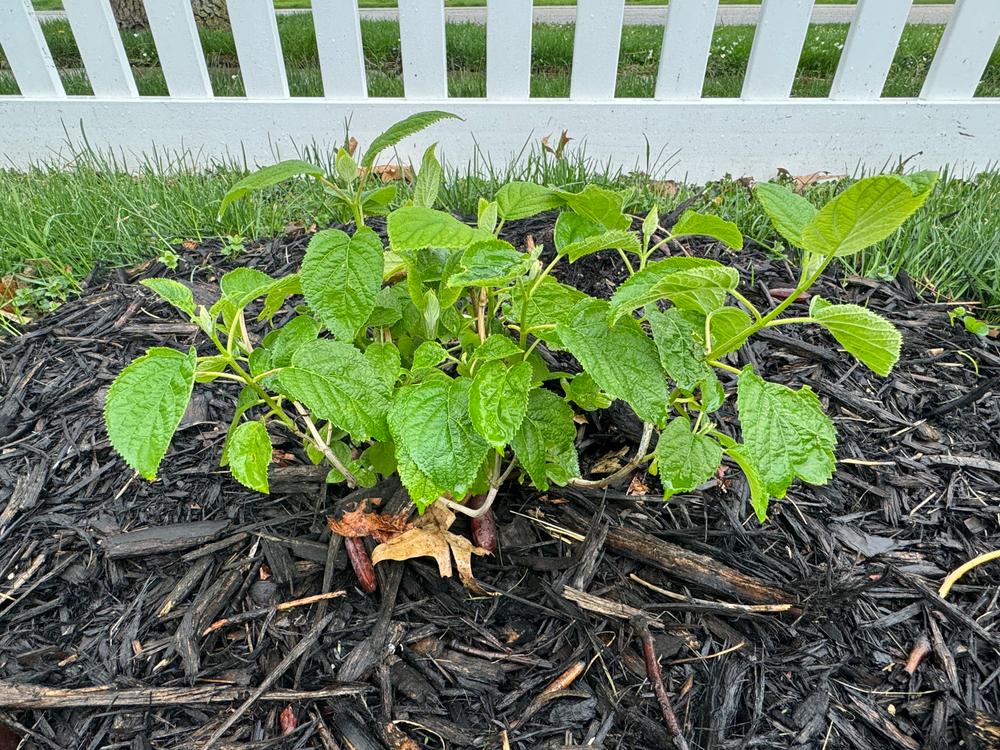 Incrediball® Smooth Hydrangea (Arborescens) - Customer Photo From B. Sage