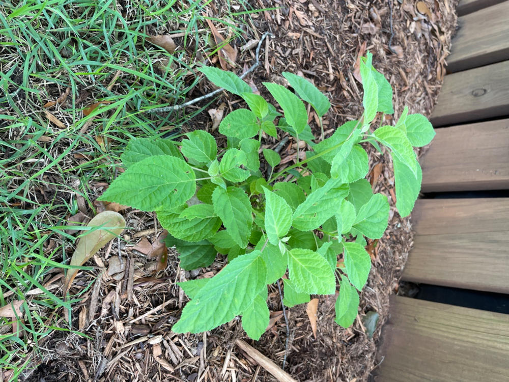 Incrediball® Smooth Hydrangea (Arborescens) - Customer Photo From VICTORIA MAHONEY