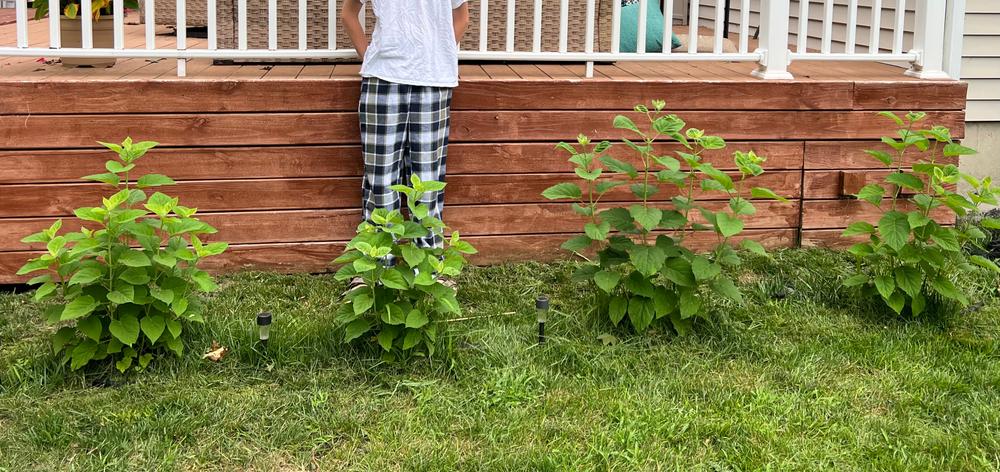 Incrediball® Smooth Hydrangea (Arborescens) - Customer Photo From Rebecca Plouff