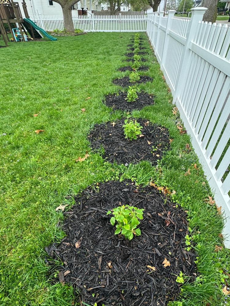 Incrediball® Smooth Hydrangea (Arborescens) - Customer Photo From B. Sage