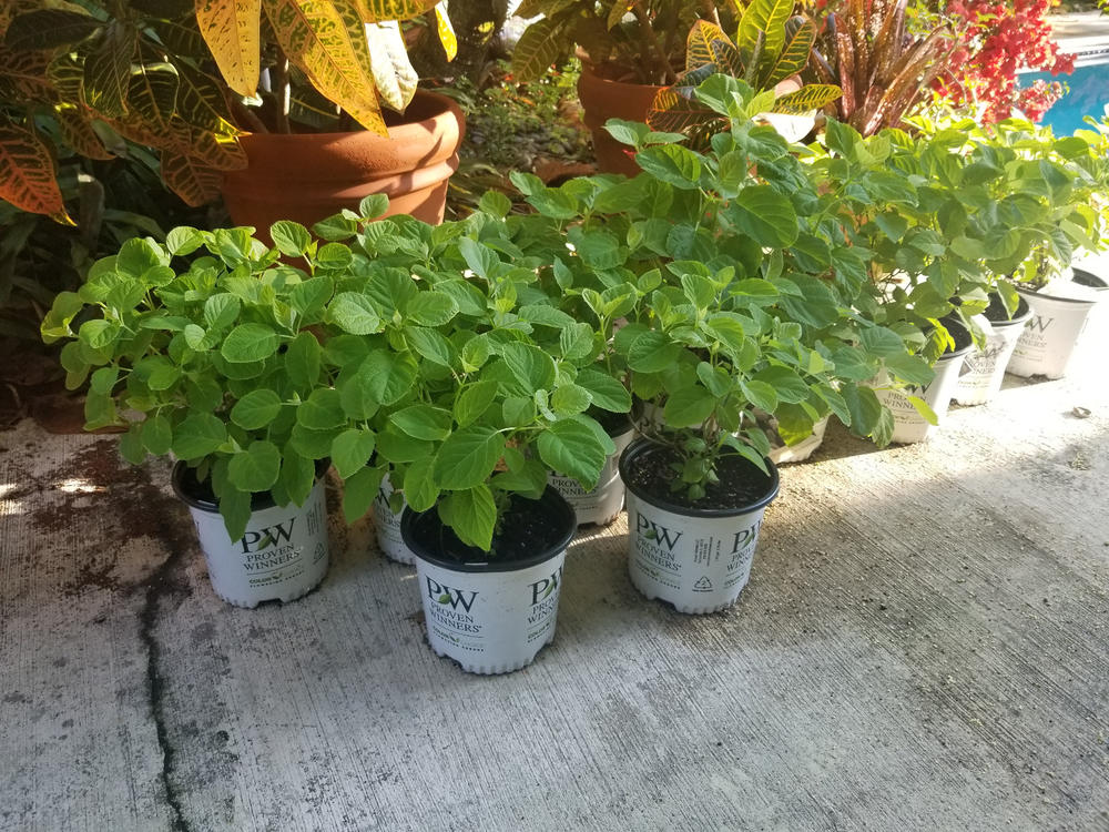 Incrediball® Smooth Hydrangea (Arborescens) - Customer Photo From John McGraw