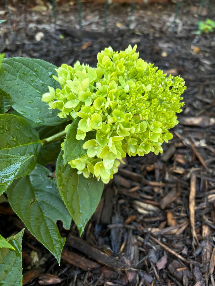 Little Lime® Hardy Hydrangea (Paniculata) - Customer Photo From Caitlin