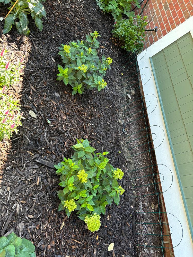 Little Lime® Hardy Hydrangea (Paniculata) - Customer Photo From Caitlin