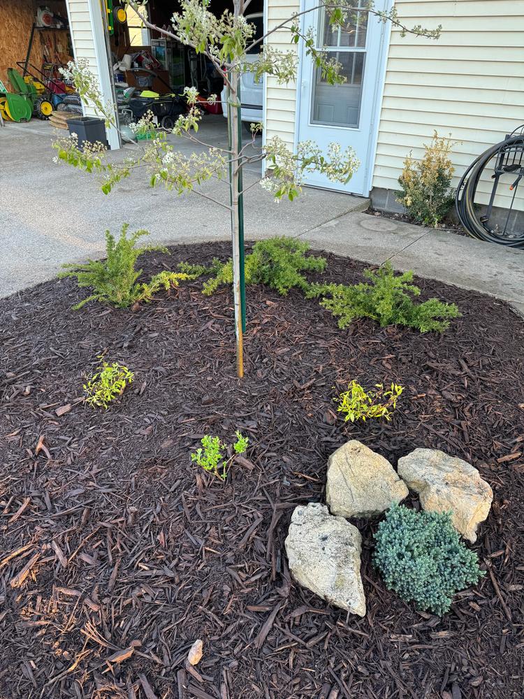 Bobo® Hardy Hydrangea (Paniculata) - Customer Photo From Sage