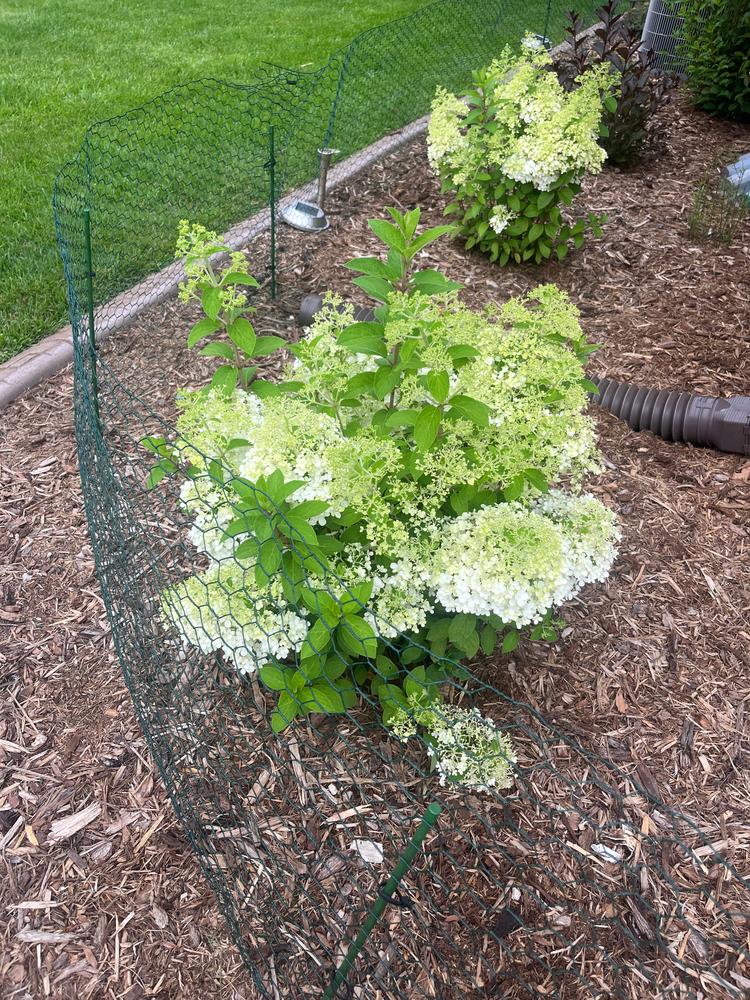 Bobo® Hardy Hydrangea (Paniculata) - Customer Photo From Jessica Stapleton