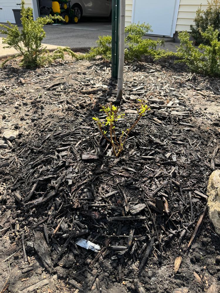 Bobo® Hardy Hydrangea (Paniculata) - Customer Photo From Sage