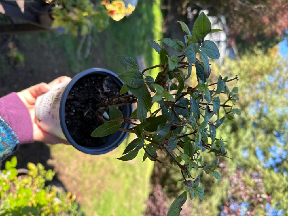 Fire Light® Hardy Hydrangea (Paniculata) - Customer Photo From Ronda Duluoz