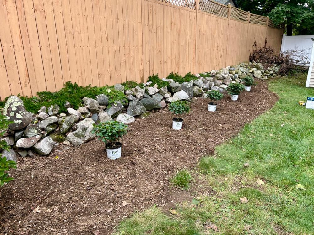 Little Quick Fire® Hardy Hydrangea (Paniculata) - Customer Photo From Julia Fiore