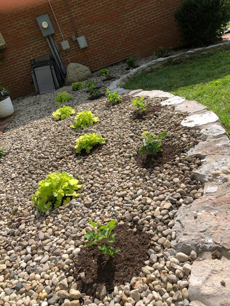 Invincibelle Limetta® Smooth Hydrangea (Arborescens) - Customer Photo From Jessica