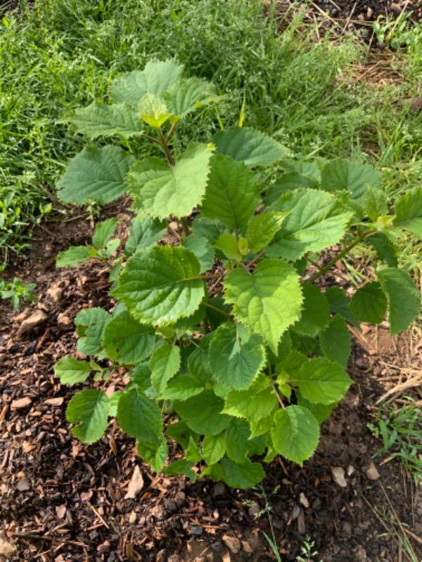 Invincibelle Mini Mauvette® Smooth Hydrangea (Arborescens) - Customer Photo From Cynthia Martin