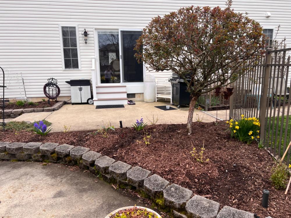 Invincibelle Wee White® Smooth Hydrangea (Arborescens) - Customer Photo From Mikki Chandler