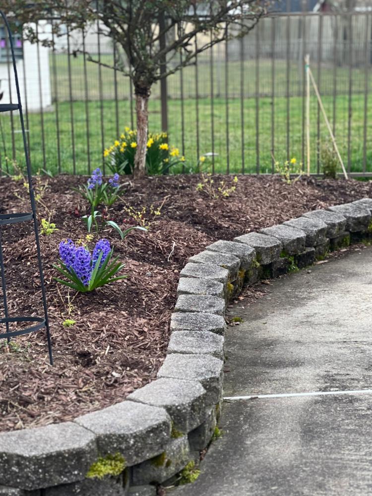 Invincibelle Wee White® Smooth Hydrangea (Arborescens) - Customer Photo From Mikki Chandler