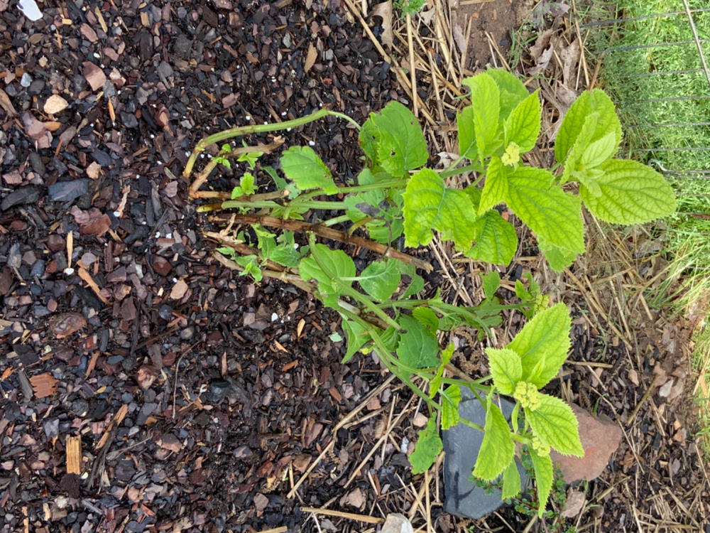 Invincibelle Wee White® Smooth Hydrangea (Arborescens) - Customer Photo From Cynthia Martin