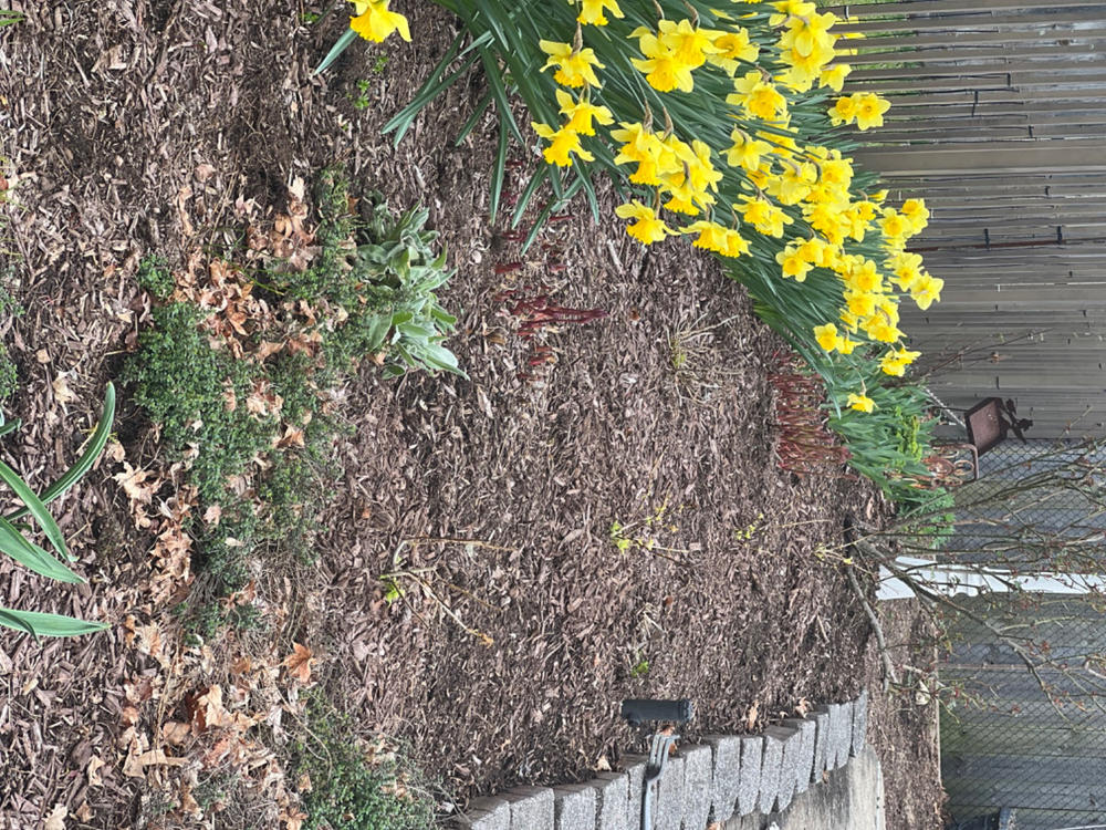 Invincibelle Wee White® Smooth Hydrangea (Arborescens) - Customer Photo From Mikki Chandler