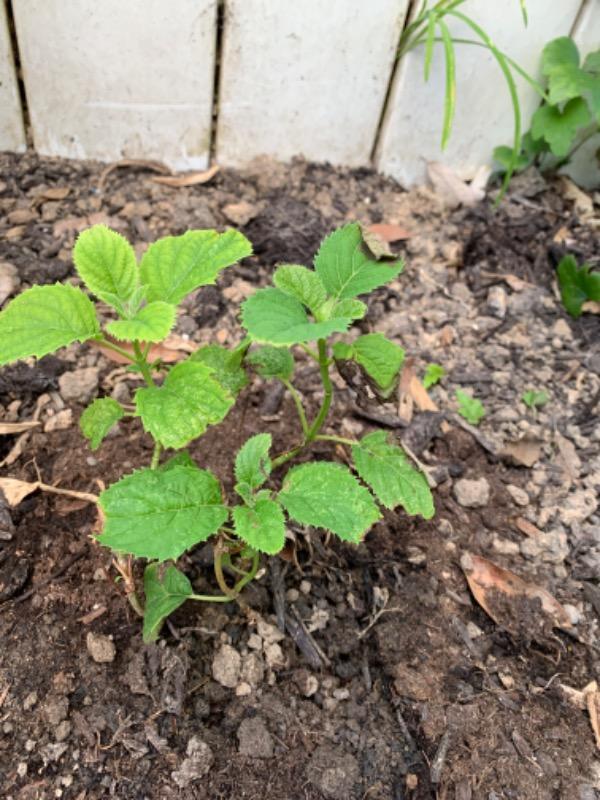 Invincibelle Wee White® Smooth Hydrangea (Arborescens) - Customer Photo From Joanne Drown