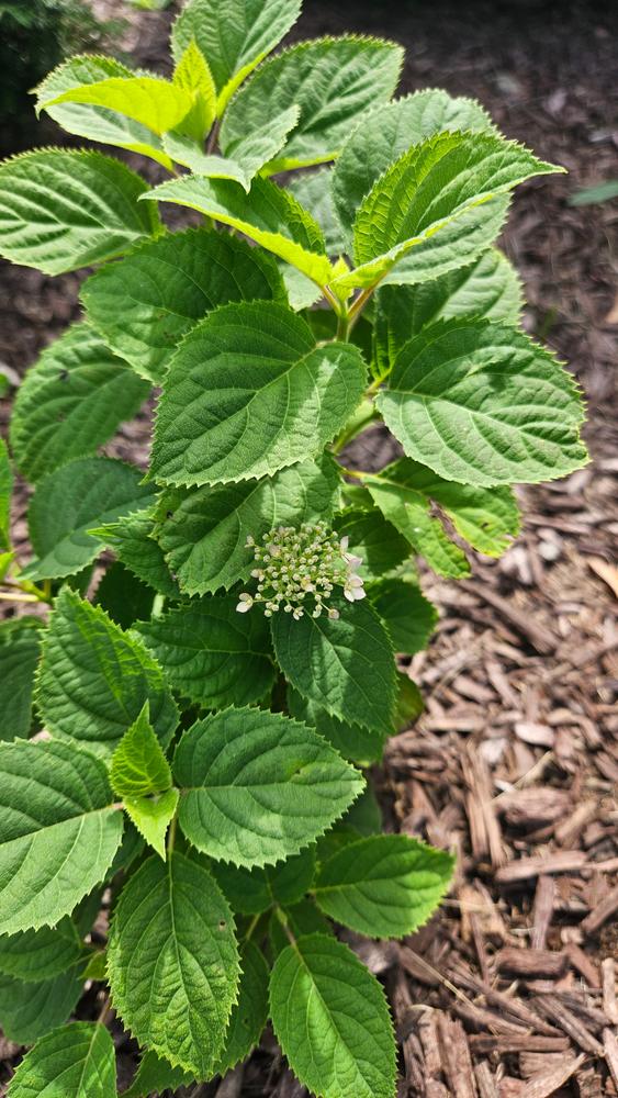 Invincibelle Wee White® Smooth Hydrangea (Arborescens) - Customer Photo From Jess