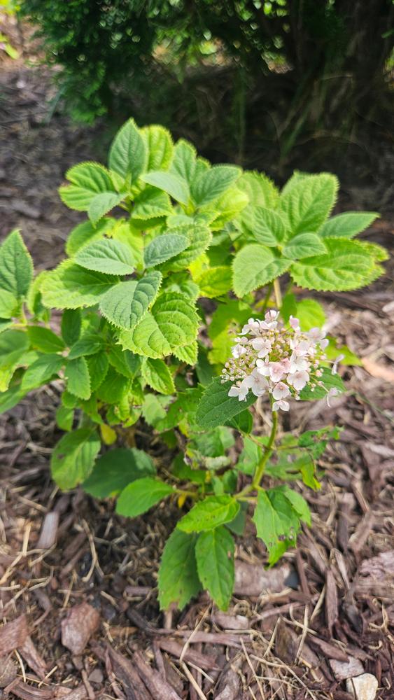 Invincibelle Wee White® Smooth Hydrangea (Arborescens) - Customer Photo From Jess