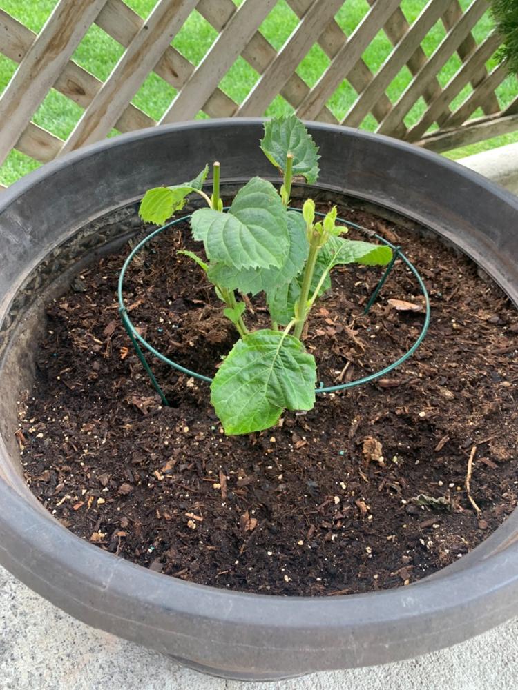 Invincibelle Wee White® Smooth Hydrangea (Arborescens) - Customer Photo From Ange Mills