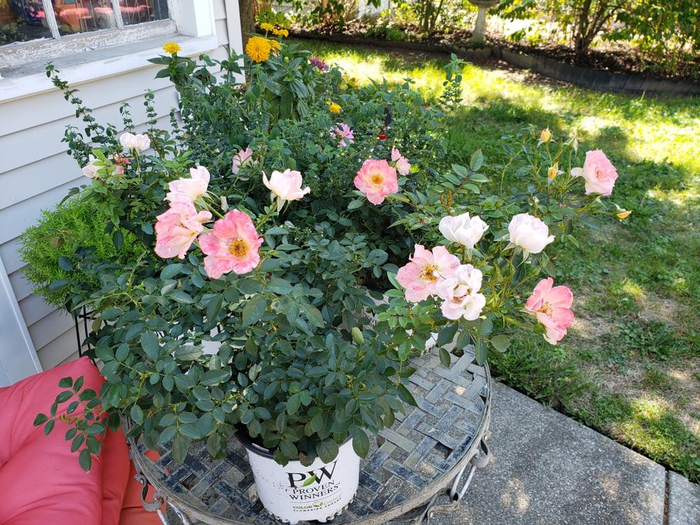 Oso Easy Italian Ice® Landscape Rose (Rosa hybrid) - Customer Photo From Deborah Hawley 