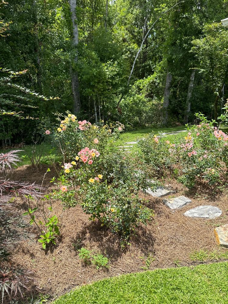 Oso Easy Italian Ice® Landscape Rose (Rosa) - Customer Photo From Donna Toyama