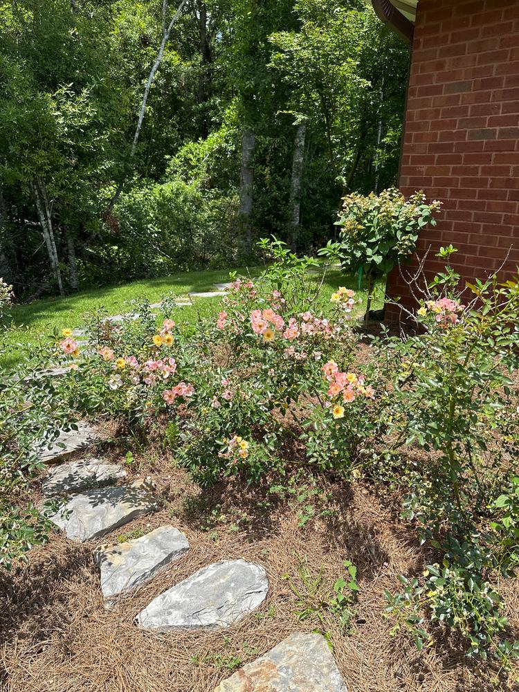 Oso Easy Italian Ice® Landscape Rose (Rosa) - Customer Photo From Donna Toyama