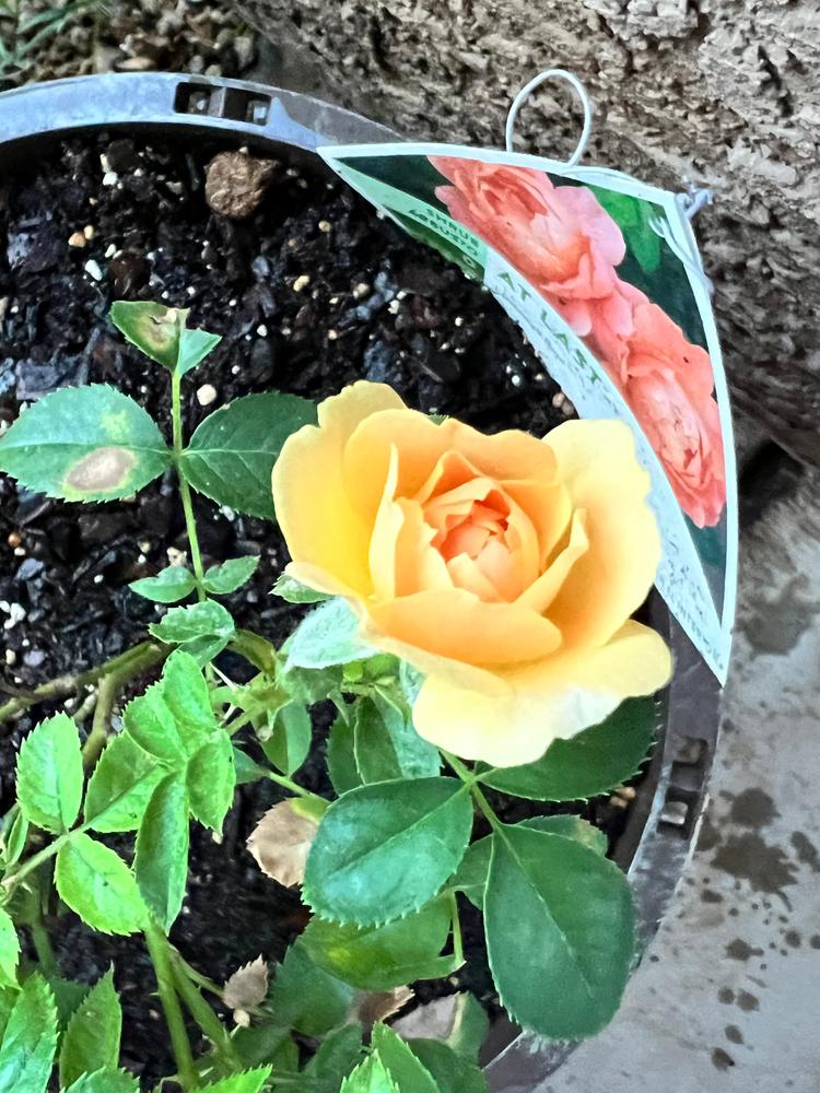 At Last® Rose (Rosa hybrid) - Customer Photo From Denise Ramirez