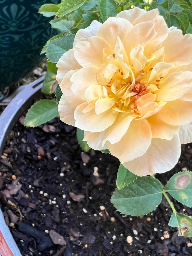 At Last® Rose (Rosa hybrid) - Customer Photo From Denise Ramirez