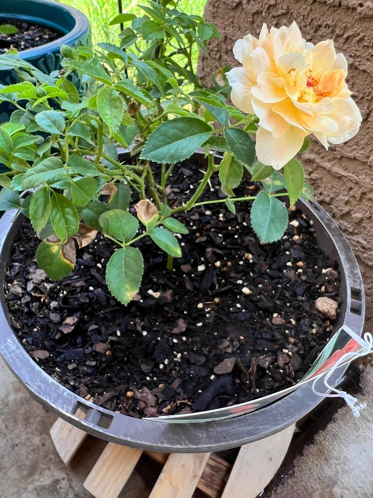 At Last® Rose (Rosa hybrid) - Customer Photo From Denise Ramirez