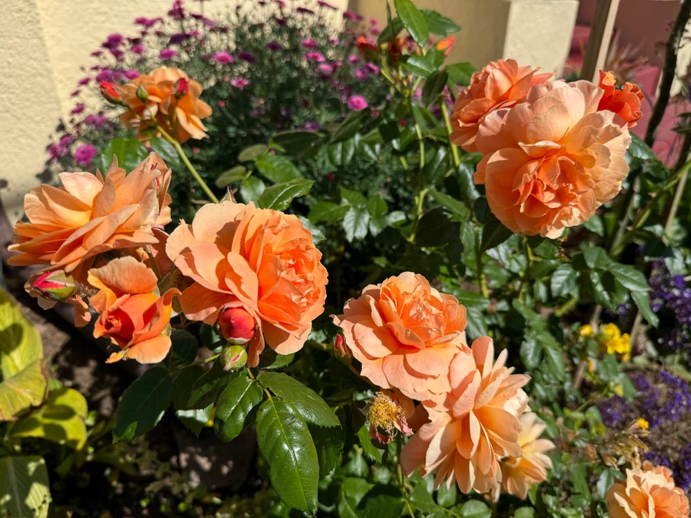 At Last Rose | Buy Proven Winners Plants Online – Proven Winners Direct