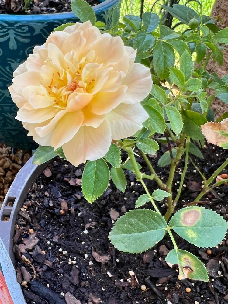 At Last® Rose (Rosa hybrid) - Customer Photo From Denise Ramirez