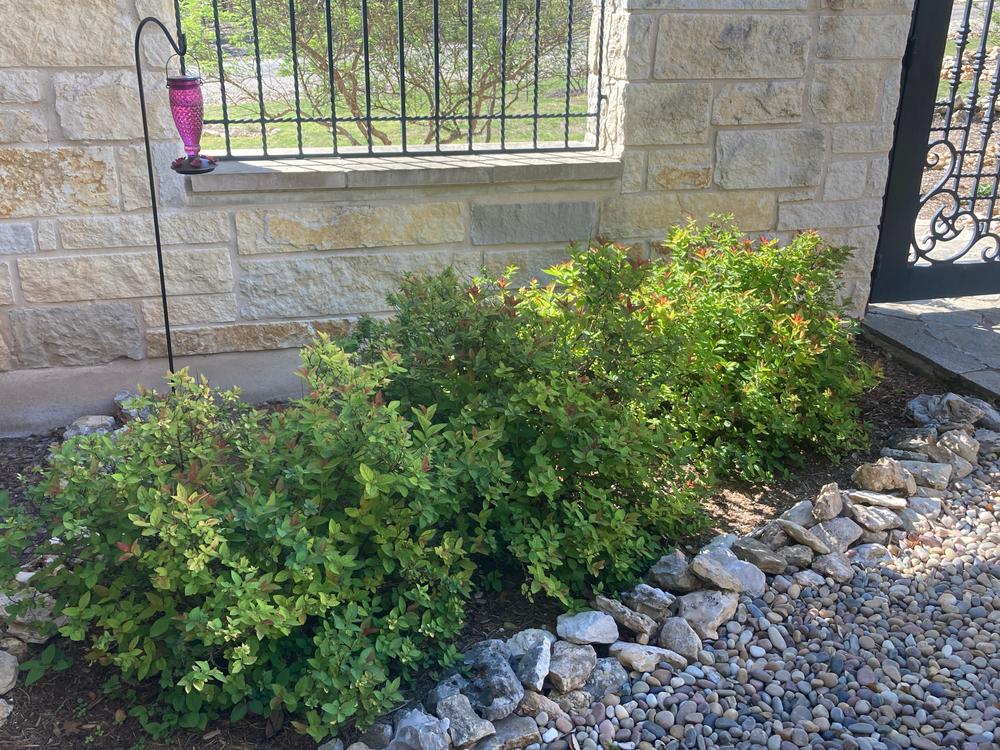 Double Play Doozie® Spirea (Spiraea) - Customer Photo From Annie Flores