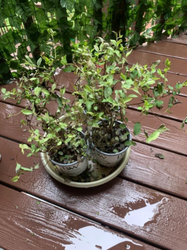 Double Play Doozie® Spirea (Spiraea) - Customer Photo From Vera Nechitilo