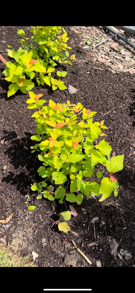 Double Play® Candy Corn® Spirea (Spiraea) - Customer Photo From Rachel Young