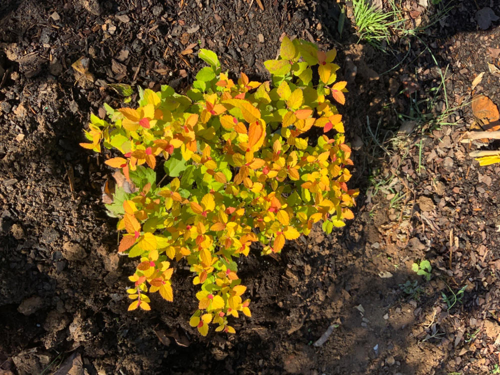 Double Play® Candy Corn® Spirea (Spiraea) - Customer Photo From Cynthia Martin