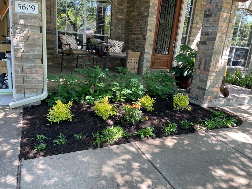 Double Play® Candy Corn® Spirea (Spiraea) - Customer Photo From Sheila Anderson