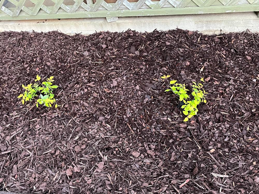 Double Play® Candy Corn® Spirea (Spiraea) - Customer Photo From April H