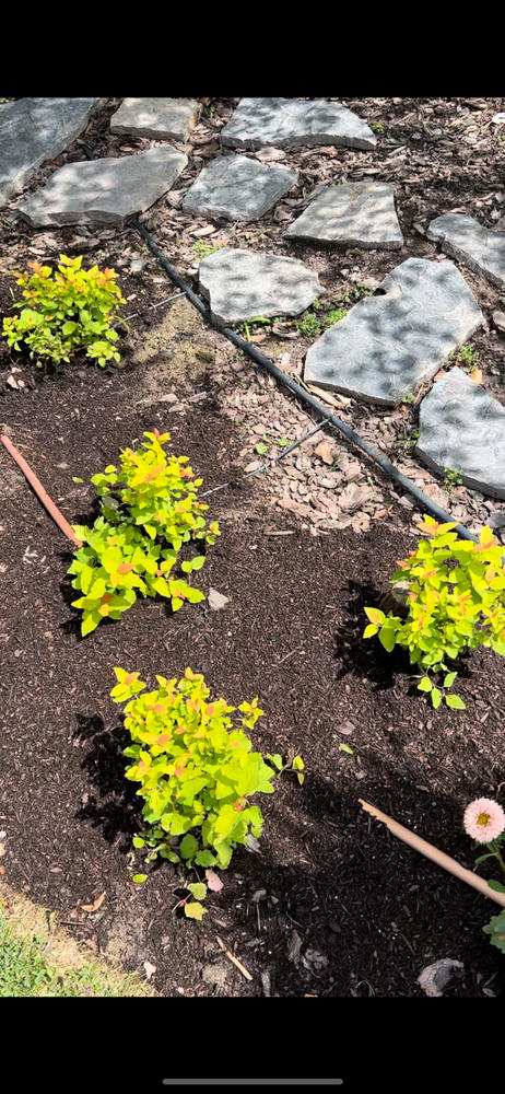 Double Play® Candy Corn® Spirea (Spiraea) - Customer Photo From Rachel Young