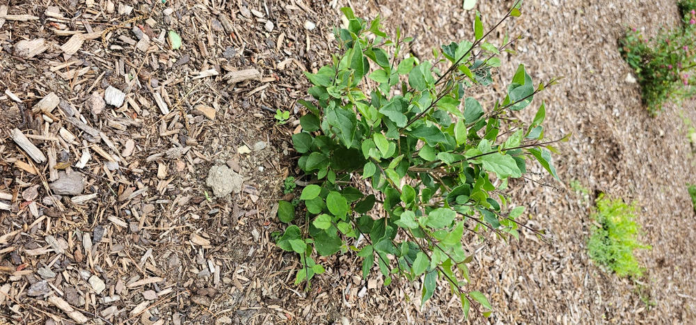 Bloomerang® Dark Purple Reblooming Lilac (Syringa) - Customer Photo From Janet Carrara